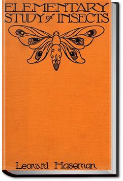 An Elementary Study of Insects | Leonard Haseman